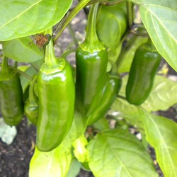 Jalapenõ chili pepper SHU